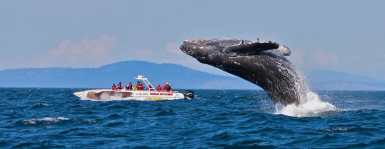 Private Small-Group Sri Lanka Whale-Watching Tour