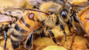 Sri Lanka’s Honey Bees