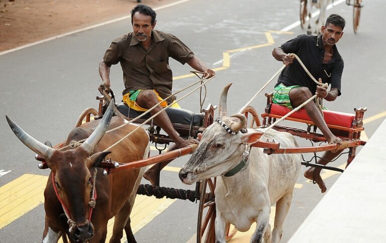 The Bullock Cart – Sri Lankan life