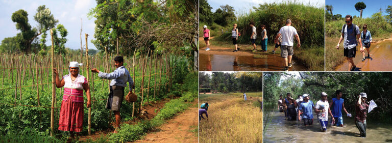 Sigiriya Village Tour| Make Your holiday in Sri Lanka a true holiday experience
