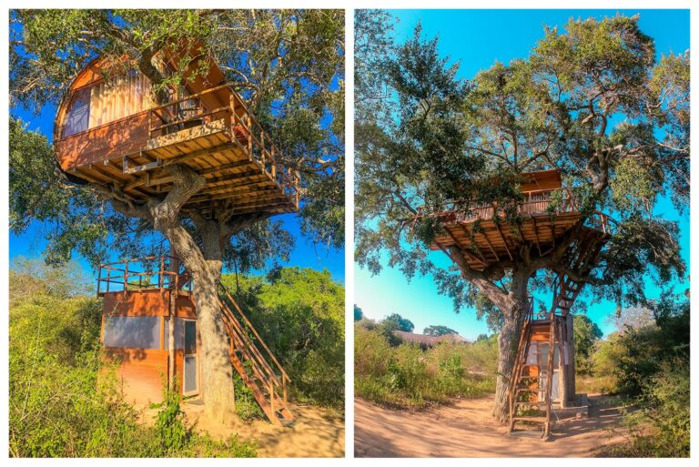 All Inclusive Leopard Nest Luxury Glamping experience in Yala
